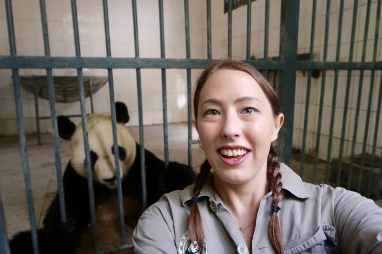 volunteering with pandas in china
